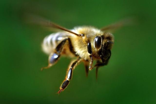 Государственные органы не подтвердили факт гибели пчел в Калининградской области