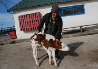 Бесплатная раздача коров запланирована приамурским подтопленцам