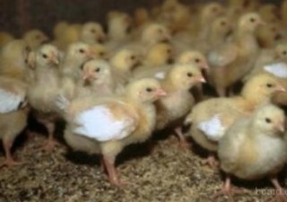 Современный птицекомплекс сдан в эксплуатацию в Дагестане