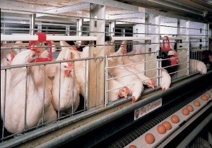 Дефицита яиц в России нет – Минсельхоз