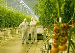 Амурская область обойдется без китайских фруктов
