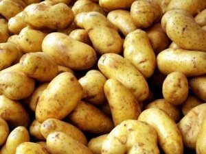 Россельхознадзор проверит каждую партию картофеля из Европы