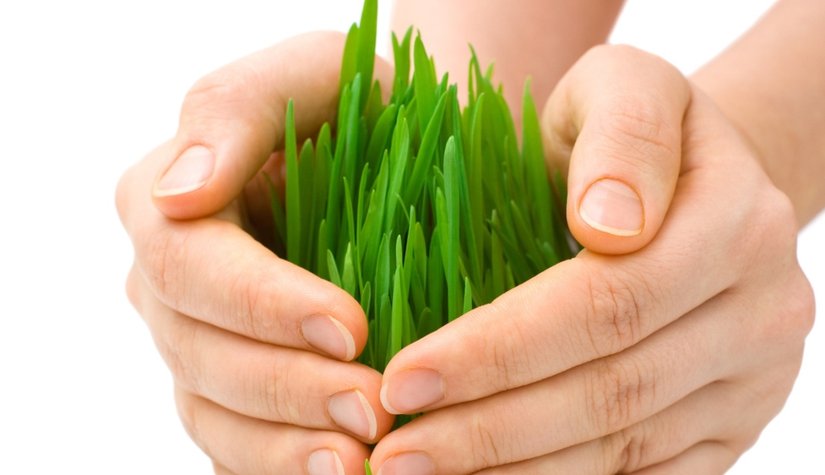 Комментарий НСА: создание госагростраховщика не выгодно государству, аграриям и страховщикам