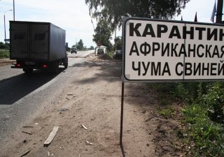 Донской губернатор предложил комплекс процедур по предотвращению и ликвидации АЧС