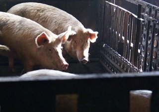 Минсельхоз готовит правила содержания свиней в частных подворьях