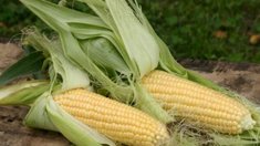 Рекордный урожай кукурузы будет собран в России в 2015 году