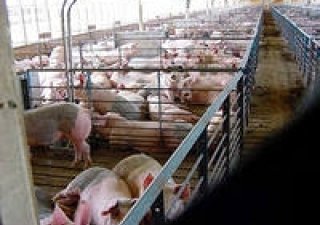 Раиса Савина озвучила итоги АПК Курганской области за последние 11 месяцев