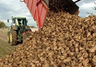 Украина: Избытка сахара в новом сезоне ждать не стоит