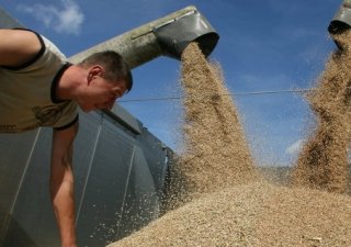 Россия может собрать 91 млн. тонн зерна