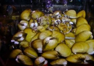 Сахалинская компания оштрафована на 100 тыс. руб. за браконьерство