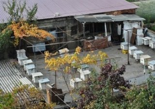 Амурских пчел огородят заборами