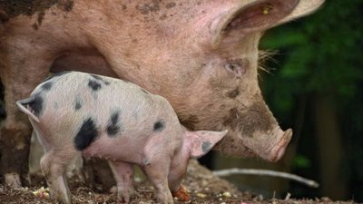Польша просит поддержки ЕС в связи с АЧС