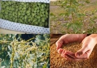 Об итогах досмотра подкарантинной продукции специалистами отдела надзора в области карантина растений и семенного контроля Управления Россельхознадзора по Липецкой области в 2013 году