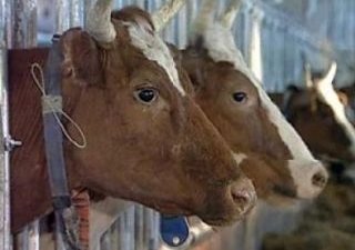 У фермера Республики Адыгея хорошие перспективы