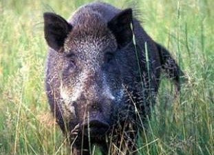 Внеплановые проверки по поручению Генеральной прокуратуры