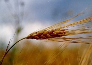 Грузинский импорт пшеницы растет в цене