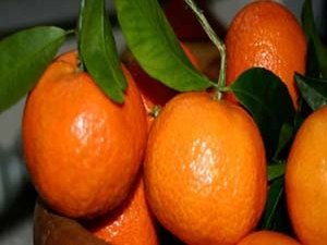 Фрукты из Грузии вернутся на российские прилавки