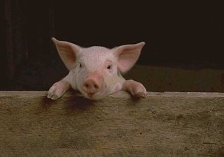 В двух районах Ростовской области из-за АЧС уничтожено свыше  тысячи свиней