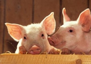 Ульяновская область получит дополнительное финансирование на обновление АПК