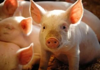 Условия по сбыту отечественной продукции улучшились, но выход на запланированные объемы займет не один год
