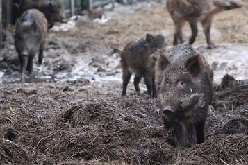 АЧС: Кабанов в польских лесах еще слишком много