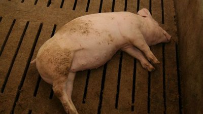 Польшу ждет упрощение продажи мяса свиней из зон АЧС