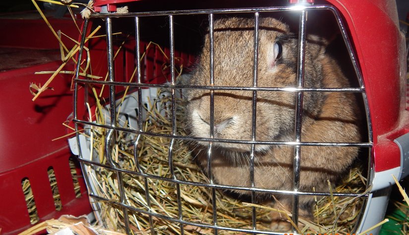 О повторном нарушении ветеринарных требований при ввозе кроликов из Германии