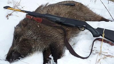 АЧС: Экологи выступают против отстрела кабанов в Польше