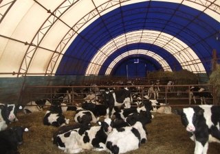 В Брюховецком районе появится ферма на 1200 голов КРС