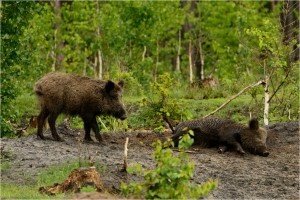 В Польше зафиксирован девятый случай АЧС
