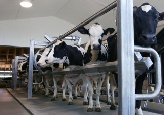 В Омской области внедряются белорусские технологии молочного животноводства