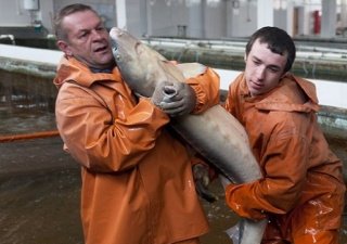 Росрыболовство готовит возрождение осетрового хозяйства