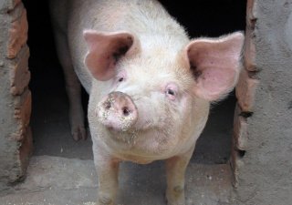 С начала этого года промышленное производство свинины в России выросло на 8,6% - до 2,5 миллионов тонн