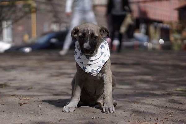 В Петербурге стали приручать бездомных животных и находить им новых хозяев