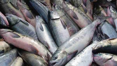 Вопросы развития рыбопромышленного комплекса акватории Черного и Азовского морей обсудят на Гидроавиасалоне 2014