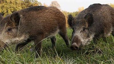 Немецкие ученые изучают клиническую картину АЧС на острове Римс в Балтийском море