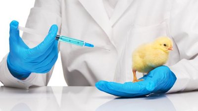 Конференция по диагностике и профилактике болезней сельскохозяйственных птиц