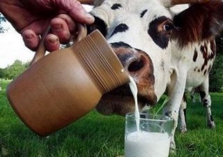 Пейте дети молоко! Свердловские аграрии обещают увеличить его производство