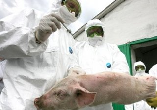 ТУ по Вологодской области: О ситуации по заболеванию африканской чумой свиней в Российской Федерации