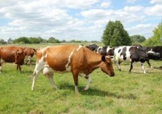 В Ульяновской области принят закон о производстве органической продукции
