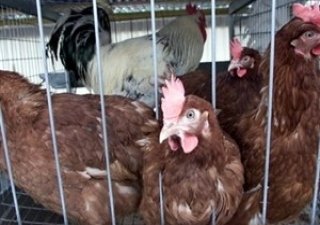 Росптицесоюз прогнозирует снижение рентабельности своей отрасли