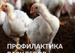 ПРОФИЛАКТИКА РАСКЛЕВОВ КАК ЗАЛОГ ВЫСОКОЙ ПРОДУКТИВНОСТИ СЕЛЬСКОХОЗЯЙСТВЕННОЙ ПТИЦЫ