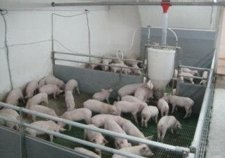 В Тамбовской области идет строительство свинокомплекса