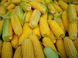Нужна ли Европе украинская кукуруза?