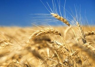 Перспективы зернового рынка крупнейших производителей пшеницы в СНГ
