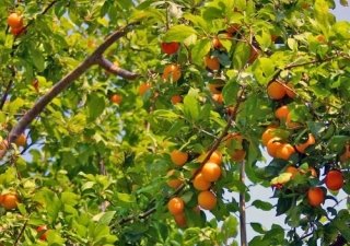 Челябинцы засадят Урал абрикосами
