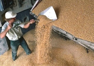 Китай готов возобновить импорт российского зерна
