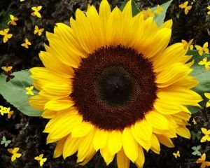 Гибриды семян подсолнечника Пионер под Экспресс