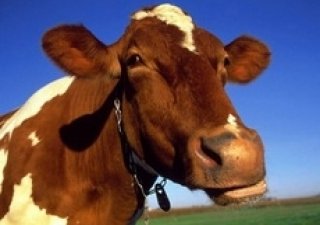 В Удмуртии выявлено 8 фактов хищения средств, выделенных на развитие агрокомплекса