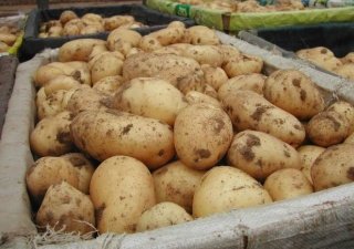Калининградский картофель нового урожая стоит не дешевле импортного